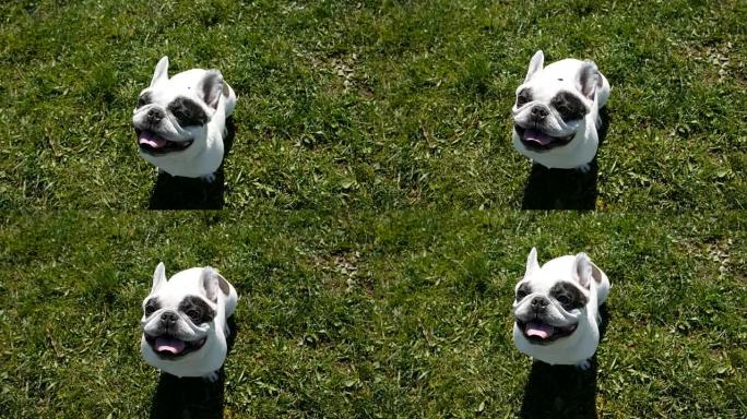 可爱的法国斗牛犬坐在绿色的草地上，伸出舌头呼吸。黑白狗。视频4k顶视图。