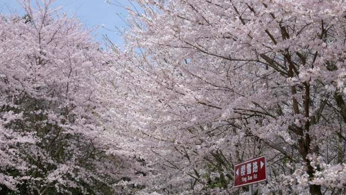 贵州平坝樱花园 樱花树 地面空镜
