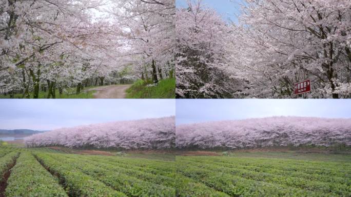 贵州平坝樱花园 樱花树 地面空镜