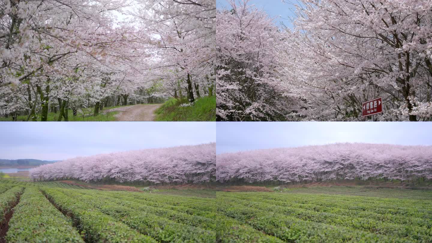 贵州平坝樱花园 樱花树 地面空镜