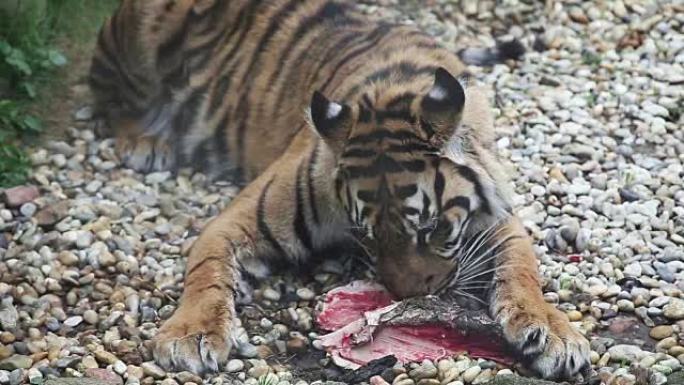 老虎苏门答腊吃午餐，豹蒂格里斯苏门答腊
