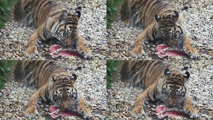 老虎苏门答腊吃午餐，豹蒂格里斯苏门答腊