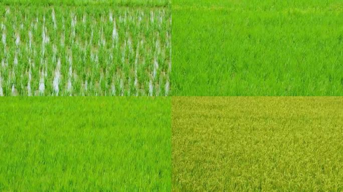 稻芽在农场中生长90天的时间间隔 (缩小)
