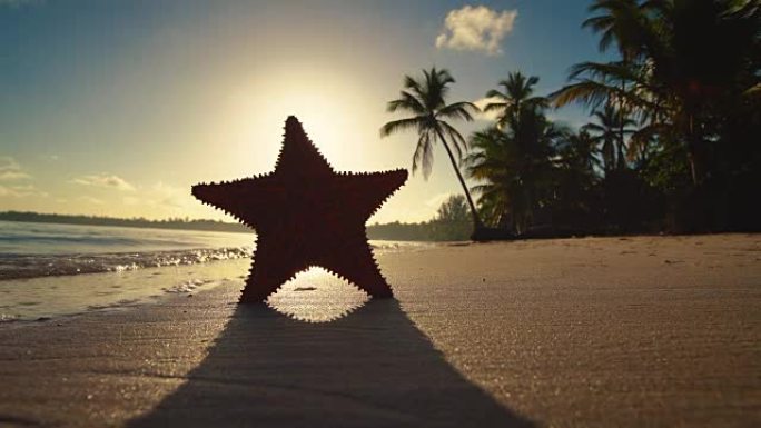 热带岛屿日出。沙滩，棕榈树和海星，视频