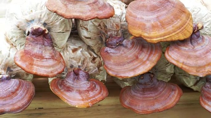 灵芝蘑菇农场农业经营食品医疗