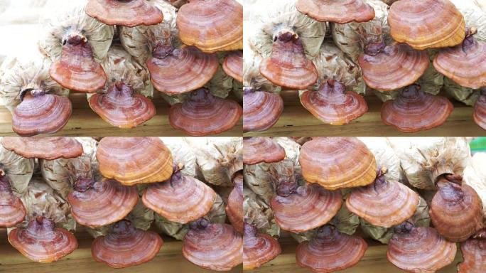 灵芝蘑菇农场农业经营食品医疗