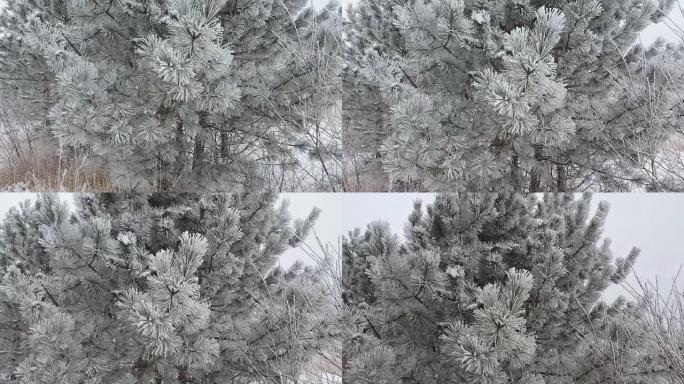 森林里下雪的冬天。