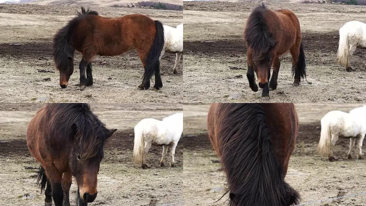 冰岛马群美丽平静的动物。冰岛重要工业畜牧业生产