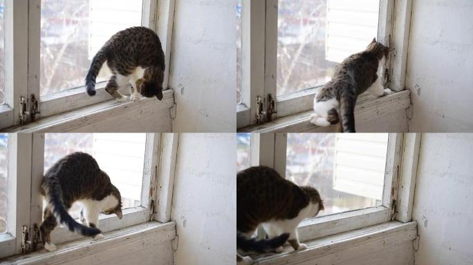 猫走在旧的狭窄窗台上
