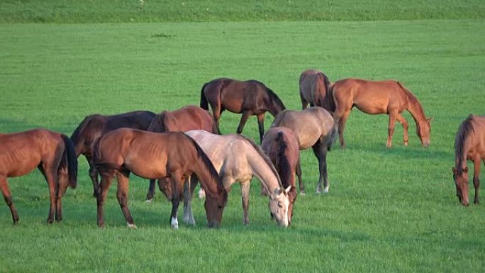 牧场上的马群，种马，草地，饮食，打架，动物行为，荷兰，4K