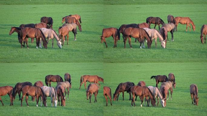 牧场上的马群，种马，草地，饮食，打架，动物行为，荷兰，4K