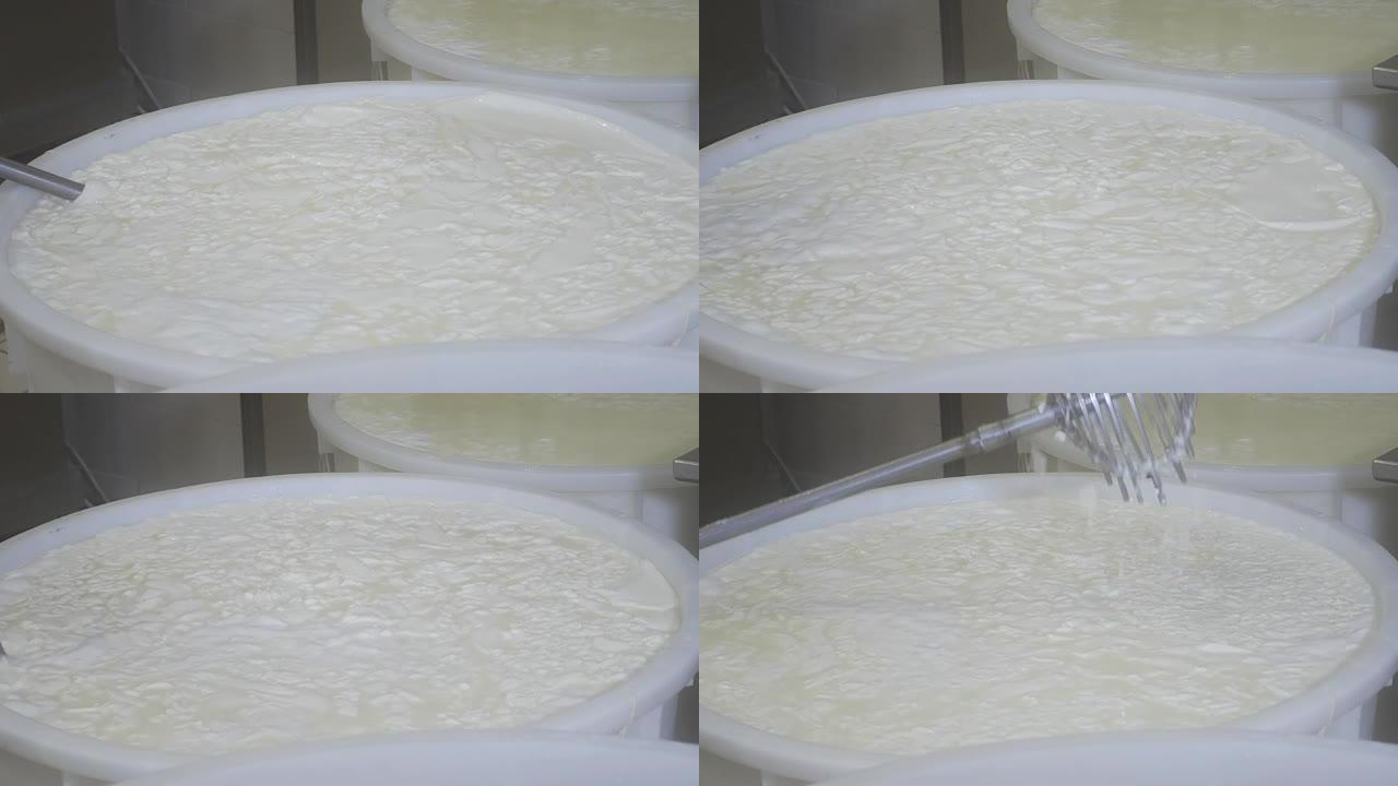 奶酪工厂工人移动发酵牛奶