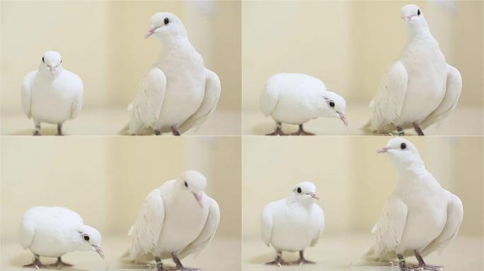 一对白鸽站在一张白色的桌子上四处张望。