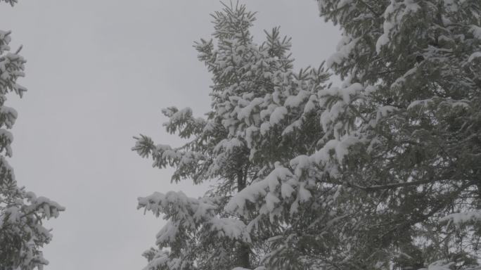 大雪压青松