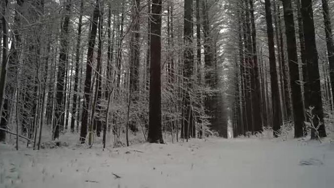 冬天，随着新鲜的雪落下，美丽的挺拔的松树森林