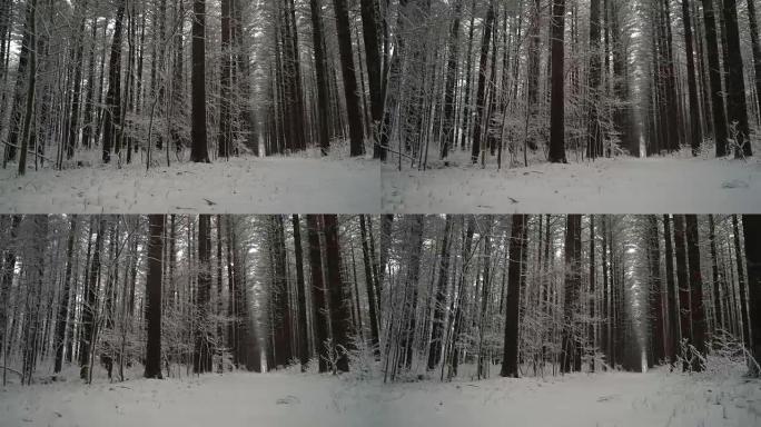 冬天，随着新鲜的雪落下，美丽的挺拔的松树森林