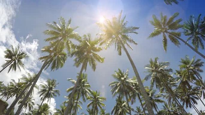 蓝色太阳背景下棕榈树的底部视图，天空有移动的白云
