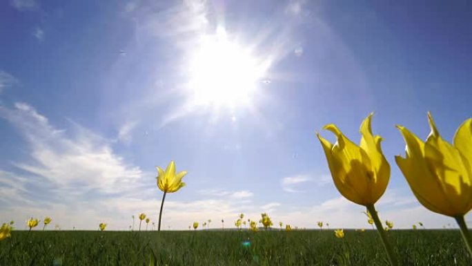 背景天空上阳光明媚的草地上的野生黄色郁金香。日出。草原在春天复活。