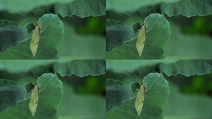 蝴蝶在绿叶上产卵