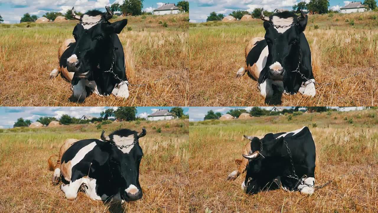 黑种白牛躺在草地上嚼草