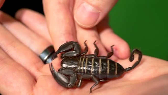 毒刺倒钩小蝎子，宏观自然野生动物昆虫