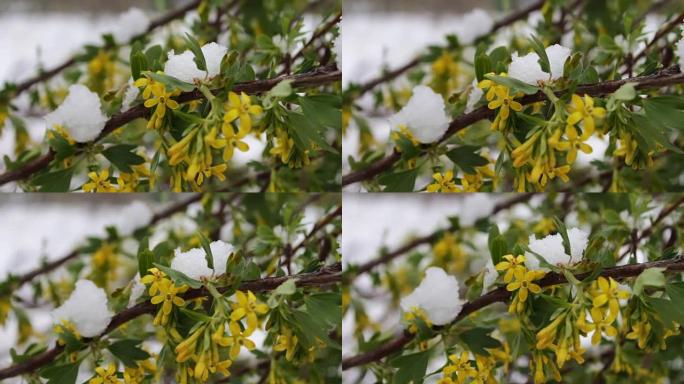 罕见现象。春天下雪。雪所在的开花树的树枝。鲜花上的雪。气候变化