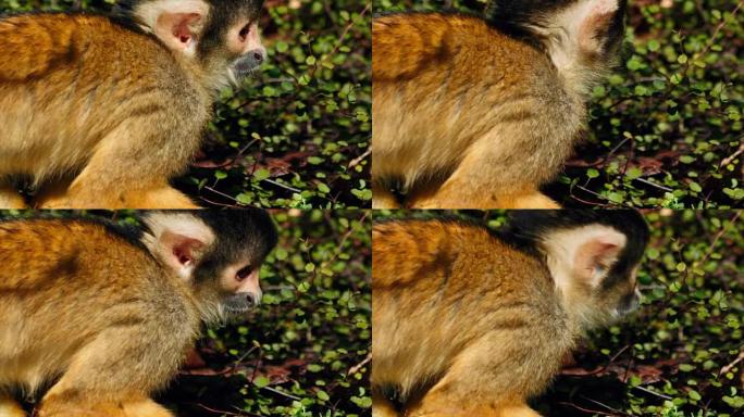 黑顶松鼠猴对抗绿色植被的超特写镜头