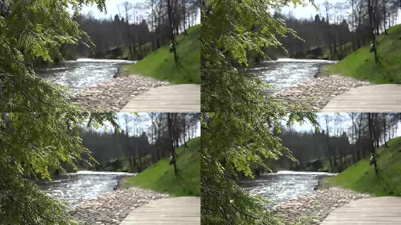 杜松树枝和流动的河水。