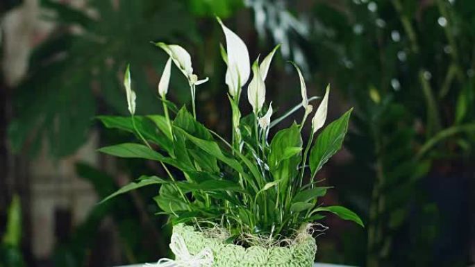 在光线中旋转的花Spathiphyllum