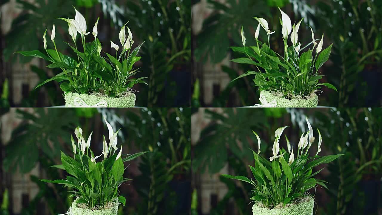 在光线中旋转的花Spathiphyllum
