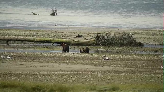 灰熊母猪和两只幼崽在海滩上