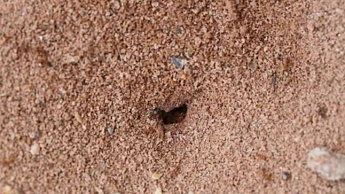 红蚂蚁接地孔。
