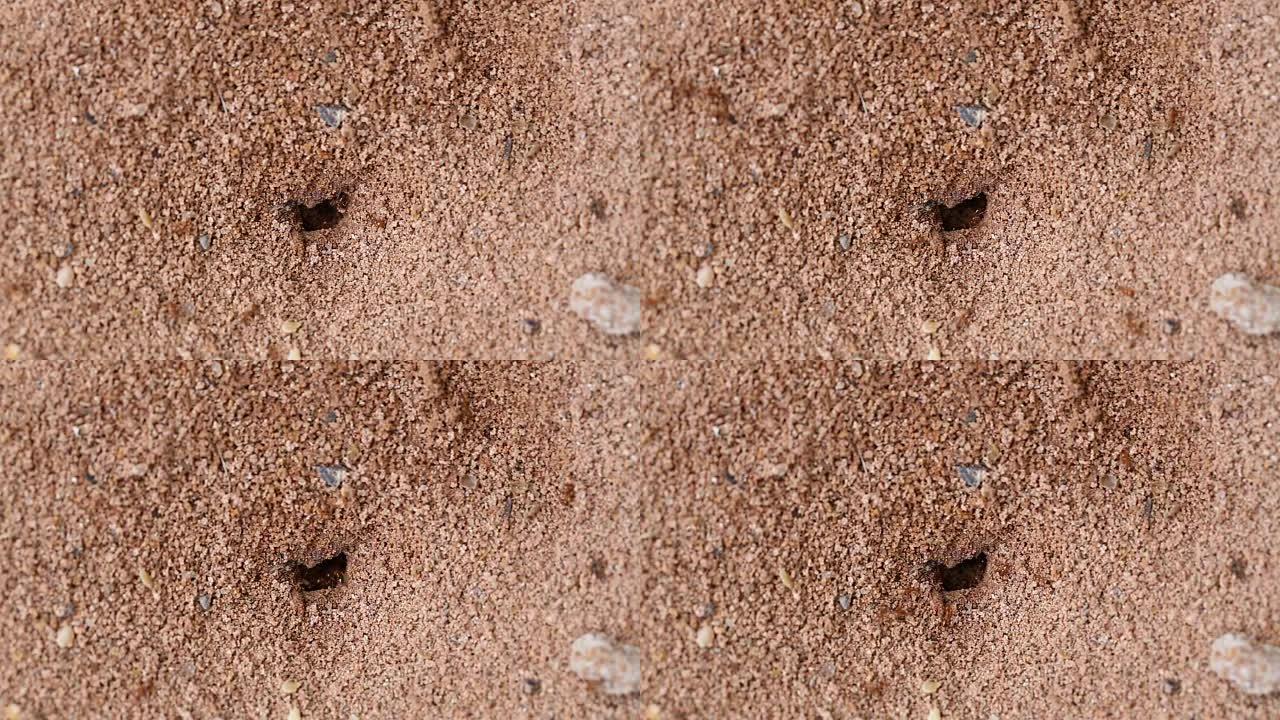 红蚂蚁接地孔。