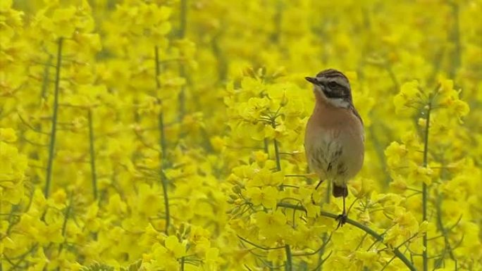 布朗罗宾-萨克斯科拉·鲁贝特拉-Whinchat