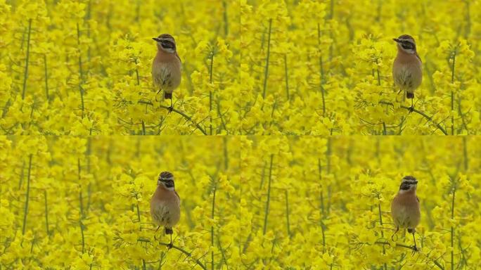 布朗罗宾-萨克斯科拉·鲁贝特拉-Whinchat