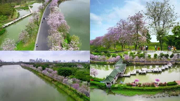 广州海珠湿地公园开花