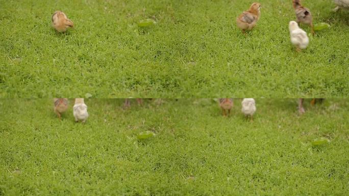 绿色草地上的母鸡