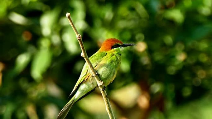 4k镜头，月头食蜂鸟 (Merops leschenaulti) 是食蜂鸟 (Meropidae) 