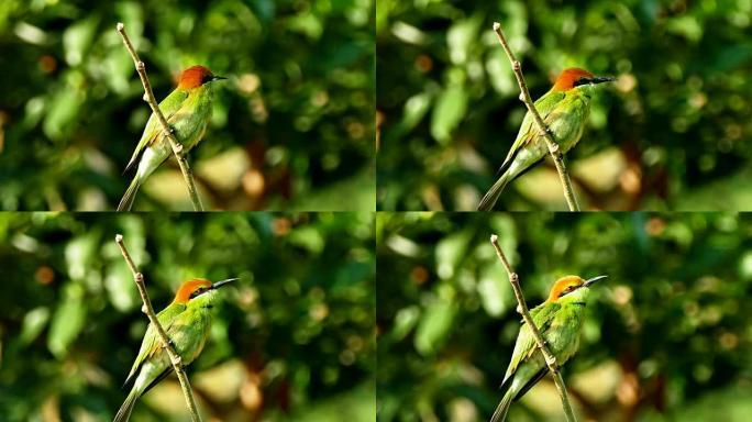 4k镜头，月头食蜂鸟 (Merops leschenaulti) 是食蜂鸟 (Meropidae) 