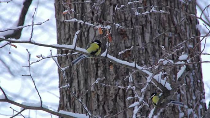 冬季森林中的鸟儿山雀