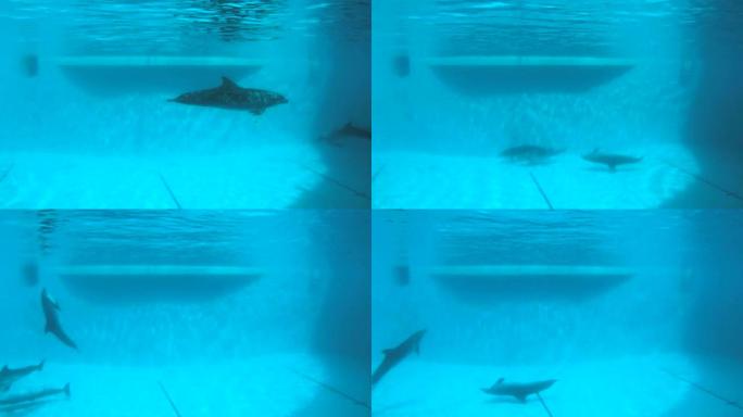 水下射击。海豚在游泳池里慢慢游泳