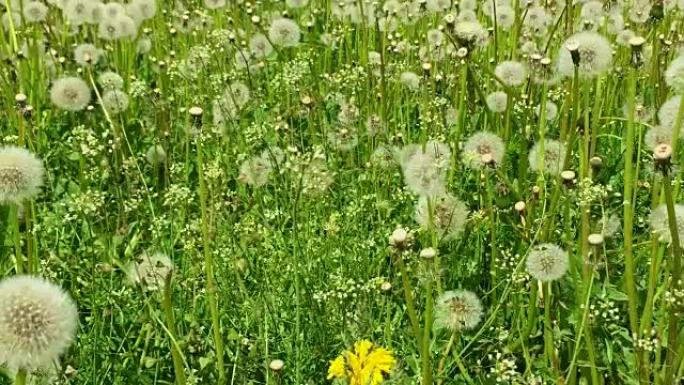 在绿草地上摇摆的吹气球。多莉慢动作。清新绿色背景美丽的鲜花场景。夏日绿色草地。白蒲公英田野阳光明媚的