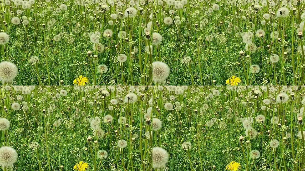 在绿草地上摇摆的吹气球。多莉慢动作。清新绿色背景美丽的鲜花场景。夏日绿色草地。白蒲公英田野阳光明媚的