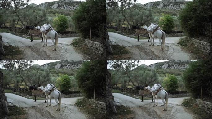 两匹马在一次货物旅行后休息，住在山里的人们的生活很糟糕。动物和货物的运输