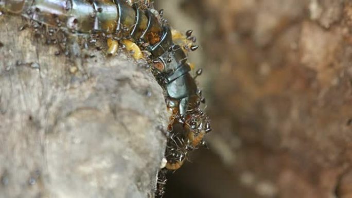 蚂蚁降解蜈蚣作为食物