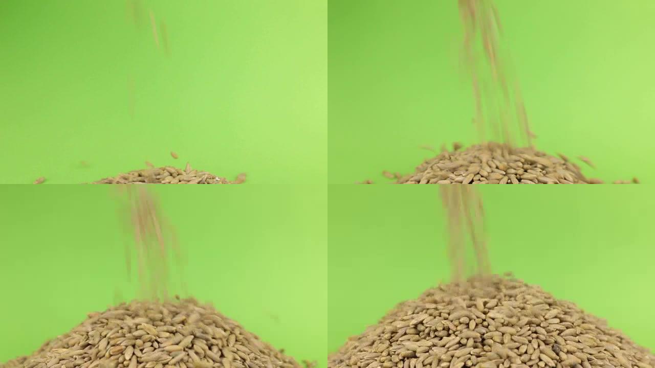 落在绿色屏幕上的黑麦堆上的谷物黑麦