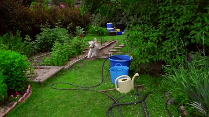 有趣的狗在花园后院跑草。白色狮子狗在外面玩耍