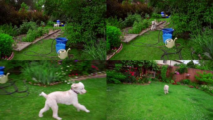 有趣的狗在花园后院跑草。白色狮子狗在外面玩耍