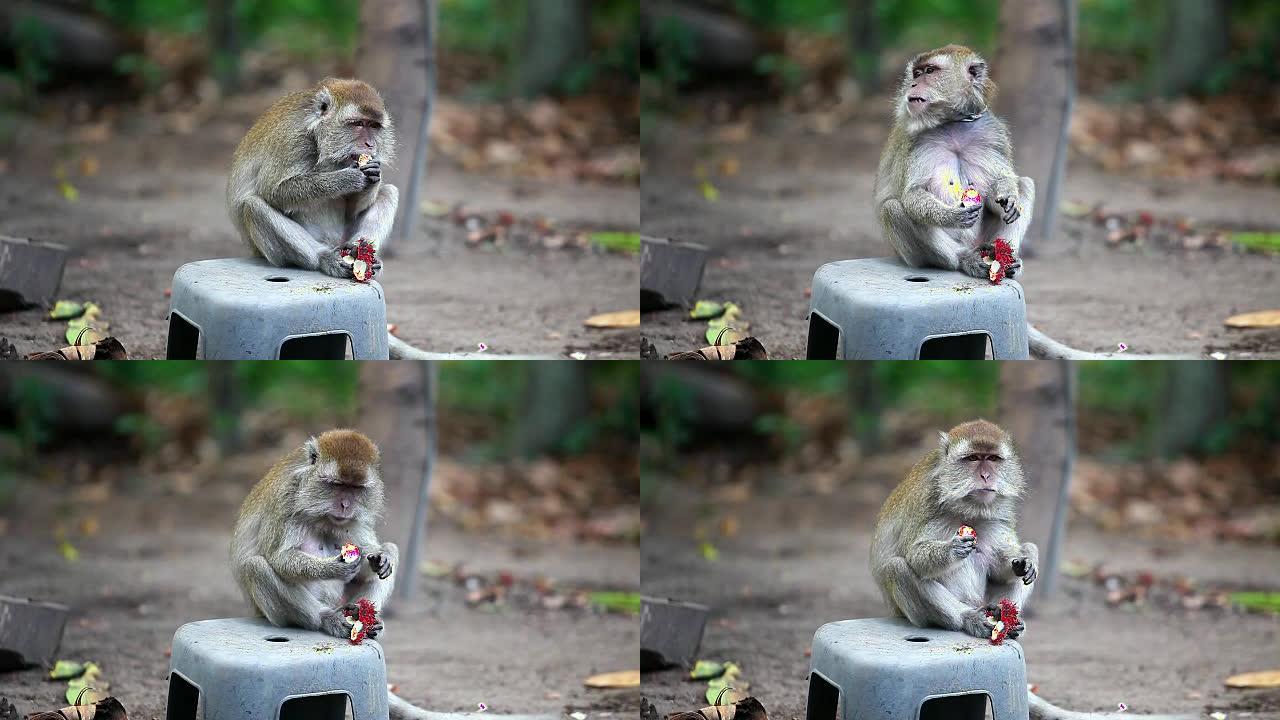 猴子吃红毛丹