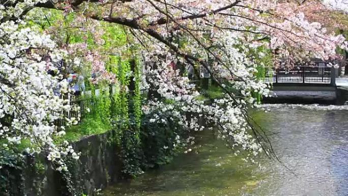 日本京都的樱花